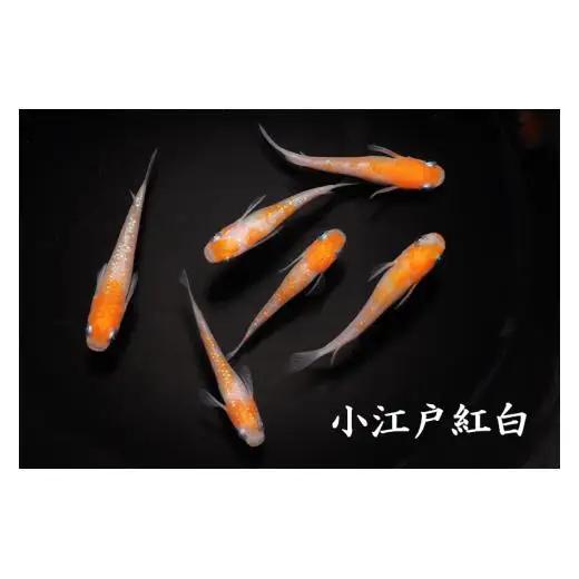 メダカ「小江戸紅白」1ペア