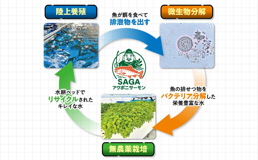 佐賀から未来へ！SAGAアクポニサーモン 1kg 100g×10P カット済 刺身 サーモン トラウトサーモン 国産 生食 陸上養殖 高品質 佐賀市産 海鮮 魚介 魚 冷凍 小分け 解凍するだけ 海鮮