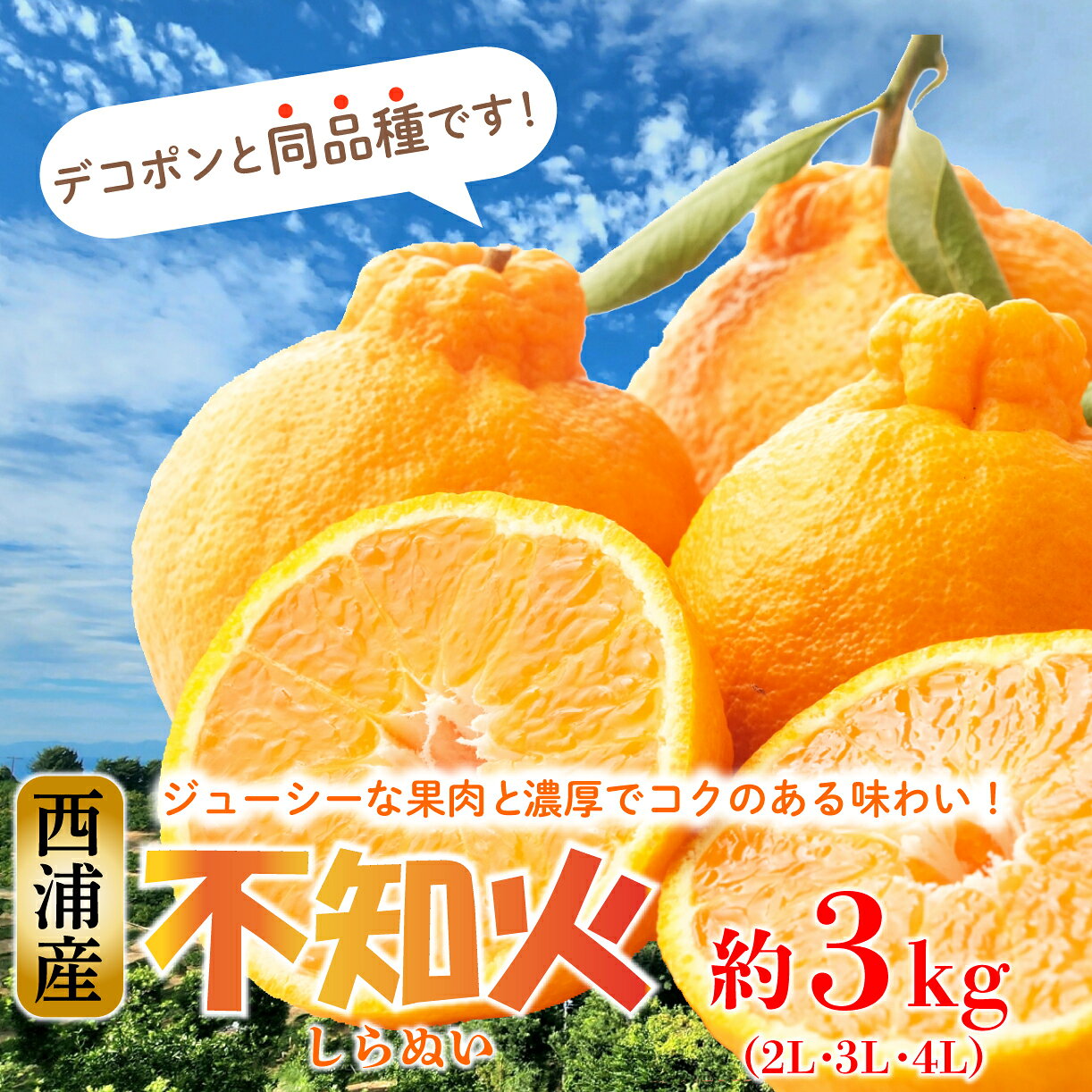 【ふるさと納税】 不知火 しらぬい 【予約受付】 柑橘 約3kg 2L～4Lサイズ 3月上旬 から 順次配送 産地直送 西浦 沼津 川洋ぶどう園