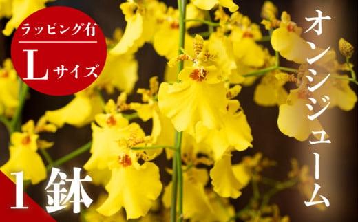 【12月から発送】オンシジューム ( アロハ・イワナガ ) １鉢 Lサイズ ラッピング有 お花 花 はな フラワー インテリア 鑑賞 洋ラン 鉢 栽培 園芸 ガーデニング 初心者向け KN010
