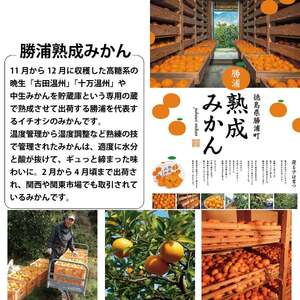 みかん ストレート ジュース 720ml 6本 みかんジュース 徳島 勝浦 ドリームチーム