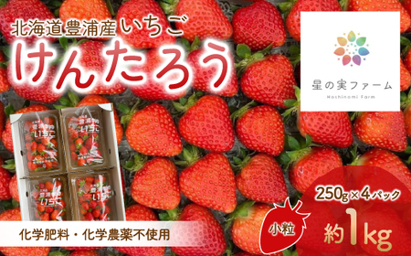【2026.4月下旬以降順次出荷】北海道 豊浦 いちご 小玉 けんたろう 250g×4パック1箱 約1kg TYUW001