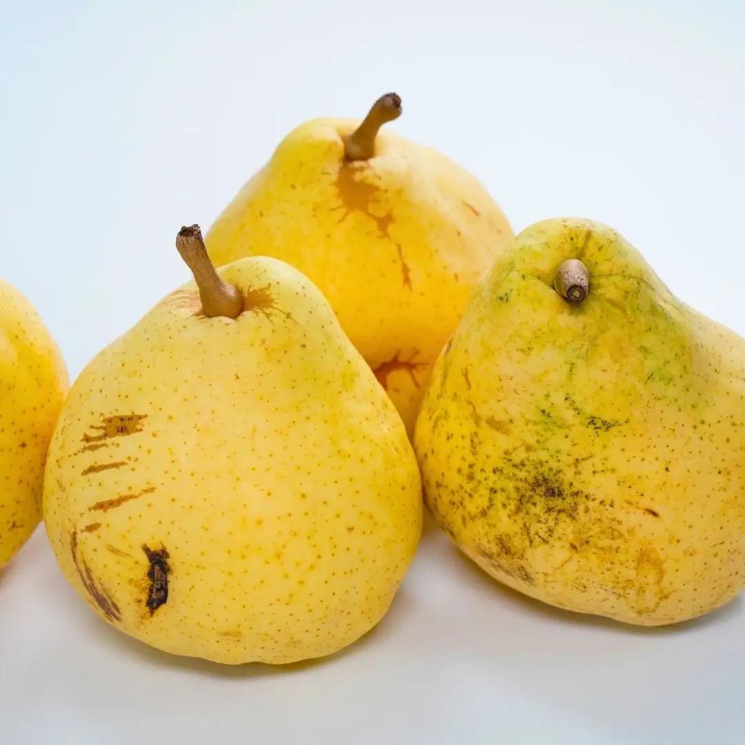 先行予約 洋梨 ル レクチェ 自家用 約3kg(6~9個) 新潟県産ル レクチェ 洋梨 小野里果樹園