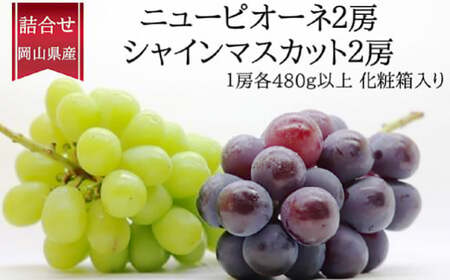 詰合 ニューピオーネ 2房 シャインマスカット 晴王 2房（1房各480g以上）計1.92kg以上 化粧箱入り 【2026年9月上旬～10月上旬迄発送予定】 ぶどう ブドウ 葡萄 マスカット ピオーネ