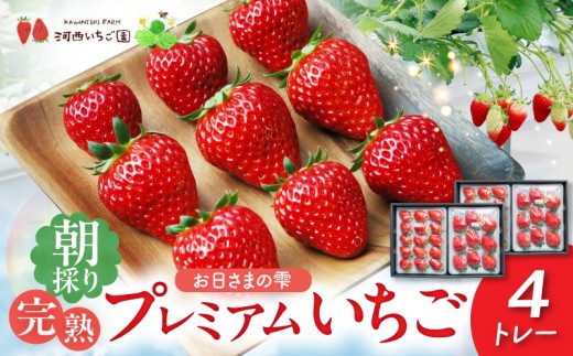 【先行予約】数量限定！お日さまの雫  完熟朝穫りプレミアムいちご　４トレー AM-0005