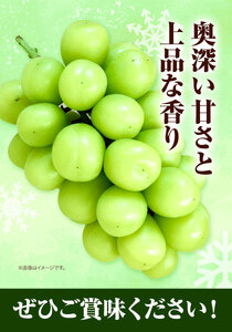 H-28　岡山県産　冷蔵シャインマスカット（1房530g以上2房入り）令和6年度産先行受付【配送不可地域あり】｜ シャインマスカットマスカットぶどう葡萄シャインマスカットマスカットぶどう葡萄シャインマ