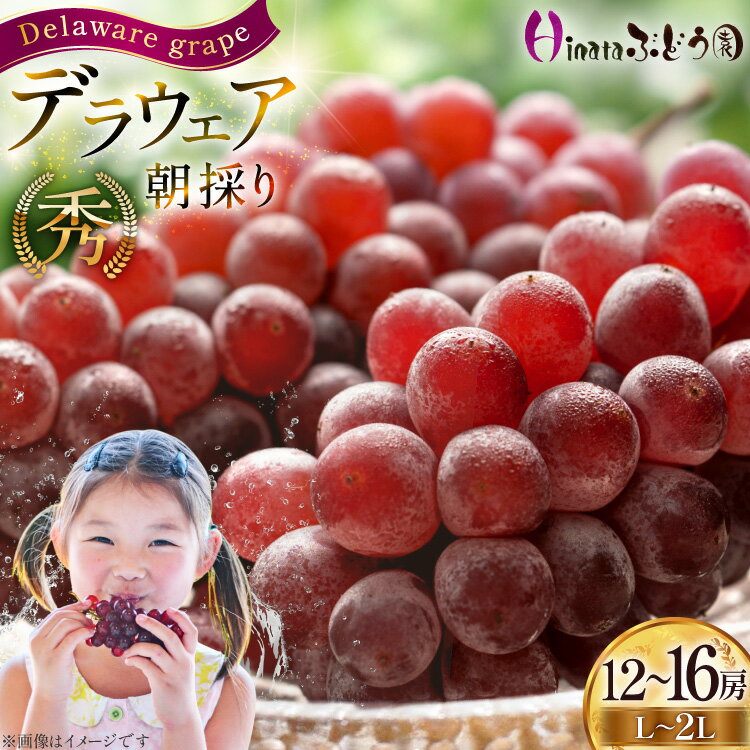 【ふるさと納税】 【期間限定発送】 ぶどう 朝採り デラウェア 秀 L～2L 12～16房 約 2kg [Hinataぶどう園 山形県 高畠町 tk06ayt190007] 種無し ブドウ 葡萄 くだもの 果物 フルーツ 産地直送 農家直送