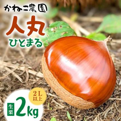 ふるさと納税 笠間市 【2026年秋　先行予約】笠間の栗・かねこ農園の生栗「人丸(ひとまる)」2kg(2L以上)