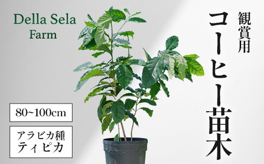 観賞用コーヒー苗木 80cm～100cm アラビカ種 ティピカ DS-2｜鹿児島県 南大隅町