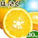 【ふるさと納税】はっさく 皮むきに便利なムッキーちゃん付き 約10kg ときわオンライン《12月上旬-3月中旬頃出荷》 和歌山県 紀の川市 フルーツ 果物 八朔 柑橘 送料無料