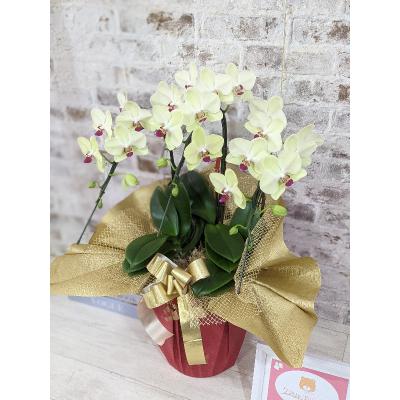 ふるさと納税 山口市 ☆金賞受賞☆希少!イエロー胡蝶蘭’日の出’小 ミディサイズ(3本立) C008 |  | 01