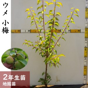 ＜すだ農園＞2年生 苗木◇ウメ(実梅) 小梅[地掘苗 2024年] ※2025年11月中旬～2026年4月下旬頃に順次発送予定 ※北海道・沖縄・離島への配送不可