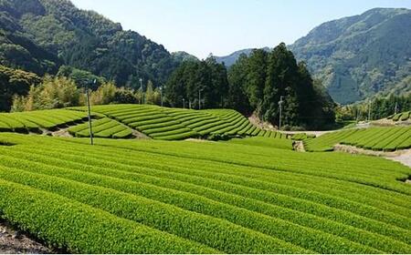 静岡市のお茶 3缶