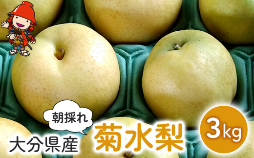梨 菊水梨 約3kg いわき農園 | 梨 なし 糖度計使用 数量限定 新鮮 産地直送 果物 くだもの フルーツ ギフト 大分県産 九州産 中津市