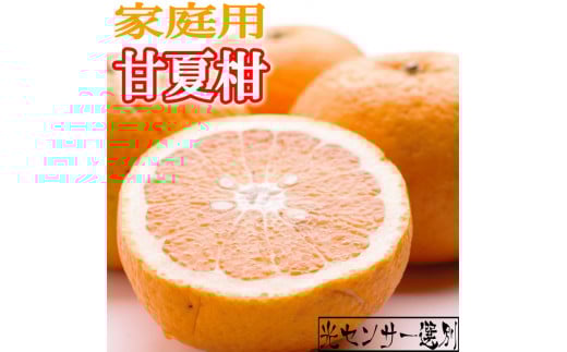 ＜4月より発送＞家庭用 甘夏柑10kg+300g（傷み補償分）◇【初夏のみかん・旬の果物】【有田産】【光センサー食べ頃出荷】【わけあり・訳あり】 ※北海道・沖縄・離島への配送不可 ※2025年4月上旬～5月下旬頃に順次発送予定