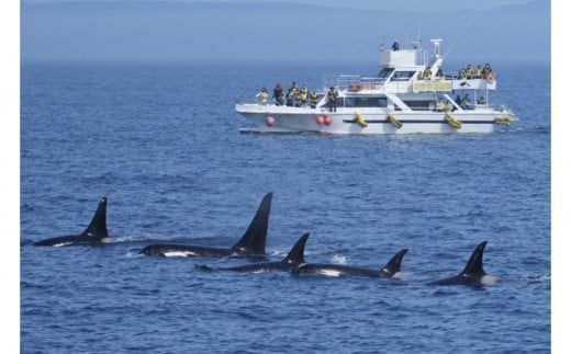 知床羅臼クルーズ　乗船チケット （夏季ホエールウォッチング4〜10月） （冬季流氷＆バードウォッチング2〜3月）1名様分