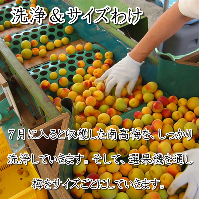 紀州南高梅使用 こんぶ風味梅干 1.5kg（和歌山県産）