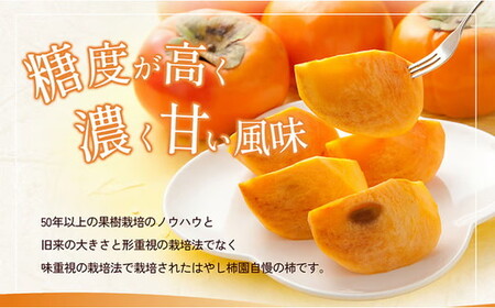 【先行予約】【訳アリ】はやし柿園のご家庭用 富有柿 M~Lサイズ 約5~6個（お試し用） | 柿 カキ かき 訳アリ わけあり 果物 フルーツ 予約 高糖度 濃厚 秋の味覚 旬 お取り寄せ お取り寄せ