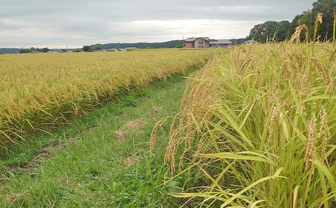 《令和5年産 特別栽培米》日本酒に合うヒノヒカリ 無洗米約26.5kg