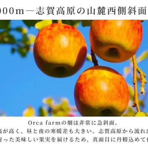 りんご シナノスイート 5kg りんご