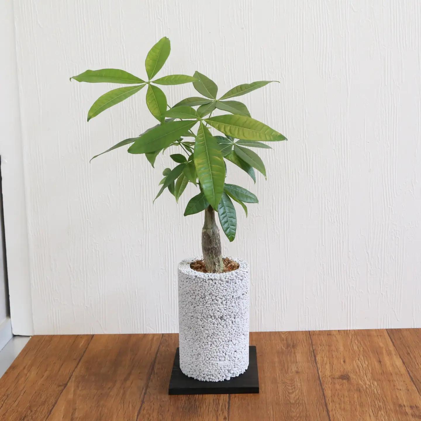 S060-076A_エコ・ポチ チムニー 白 パキラ 観葉植物 / 観葉植物 インテリア グリーン パキラ