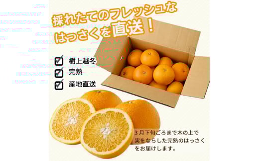 ▼＜紀州有田産＞タカじいの 完熟 さつきはっさく 5kg (特大サイズ)  ※2025年4月上旬～4月下旬頃に順次発送予定【krs022-l-5】