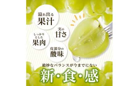 【2025年発送】びぜん葡萄「桃太郎ぶどう」（露地栽培）1房入×4箱セット 【 岡山県備前市産 桃太郎ぶどう 露地栽培 1房入×4箱セット 】