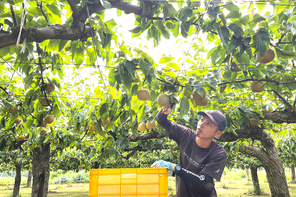 【先行受付】男鹿梨 「大将梨園」豊水 約3kg 6〜8玉 3〜5L 梨 秋田県 男鹿市
