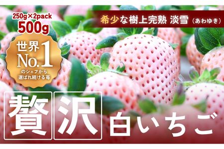 【完熟クラフト苺BERRY】海外セレブ御用達【樹上完熟白いちご】淡雪（あわゆき）約500g（出荷2025年12月上旬～2026年5月下旬）【yuji0004】