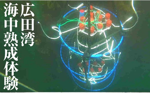 広田湾【海中熟成酒】体験１名様