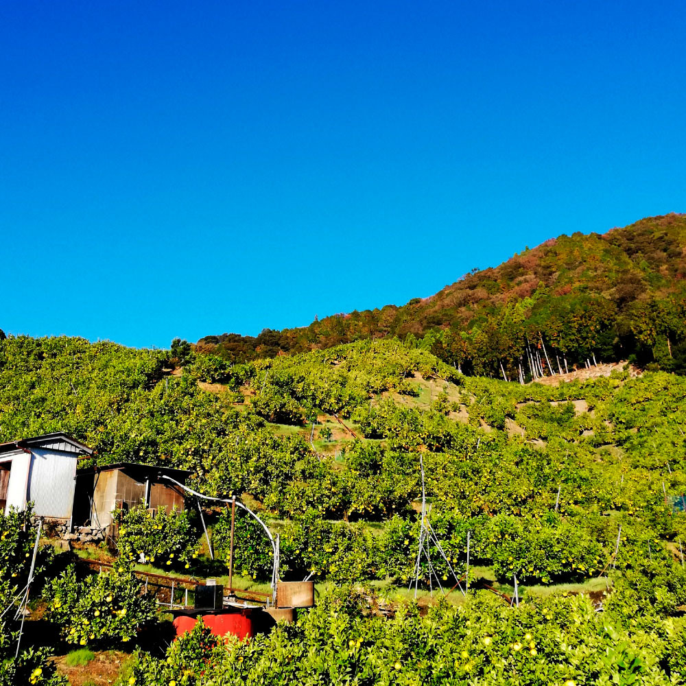 土佐文旦　贈答用　約10キロ