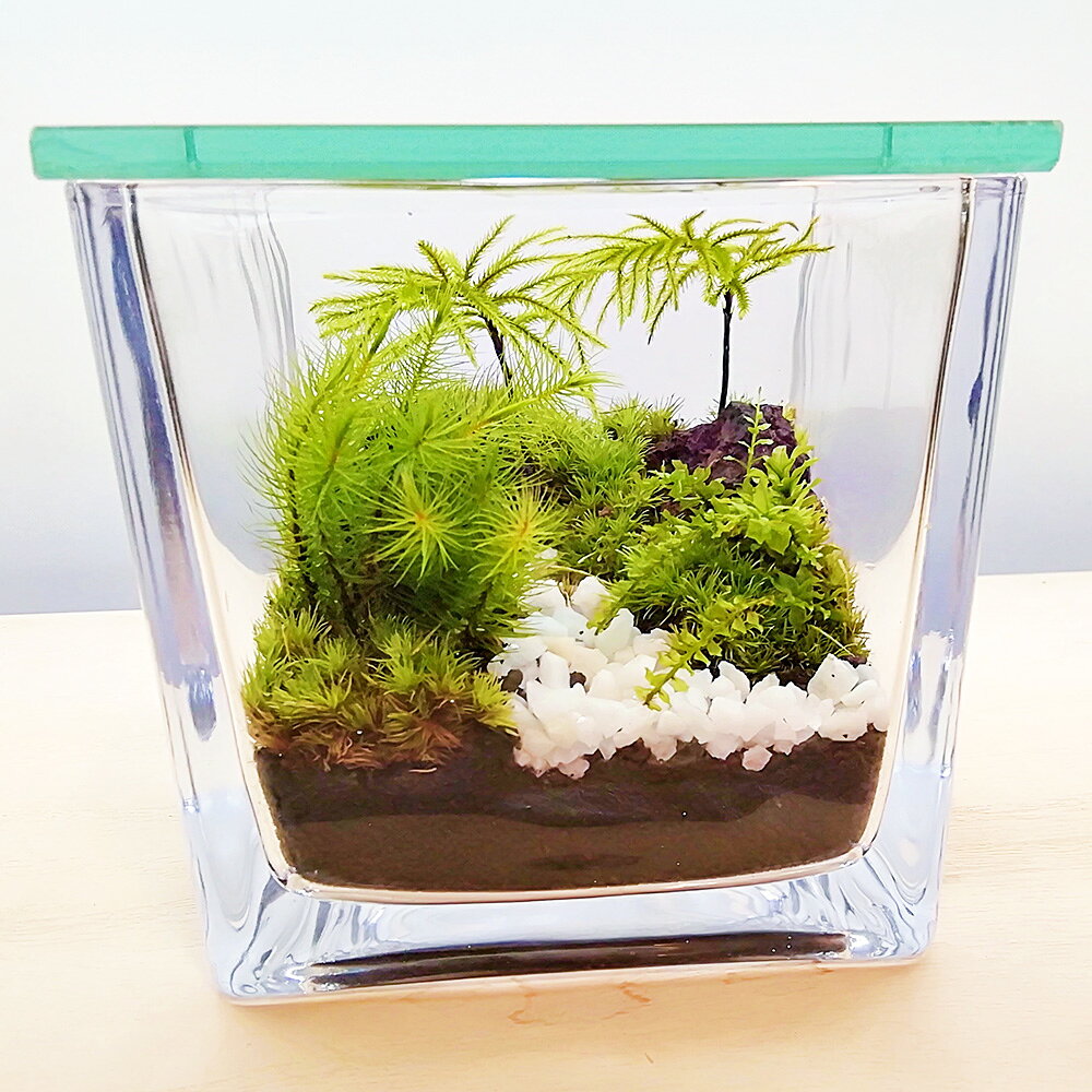 【ふるさと納税】【手づくりキット】ミニ庭園 苔テラリウム【インテリア】1セット 苔×4種類 テラリウム 苔リウム 苔 コケ ホソバオキナゴケ ヒノキゴケ コツボゴケ コウヤノマンネンゴケ 溶岩石 飾り砂 富士砂 観葉植物 静岡県 菊川市 送料無料