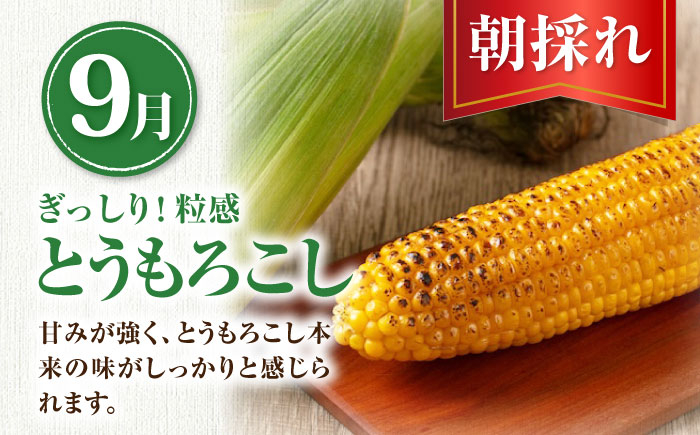  メロン トウモロコシ とうもろこし 定期便 北海道 先行予約 朝採れ 