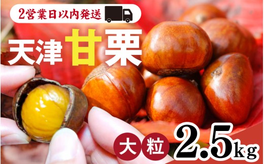 【先行予約】 天津甘栗 2.5kg / 栗 甘栗 天津甘栗 新栗 ※2025年10月下旬より順次発送予定