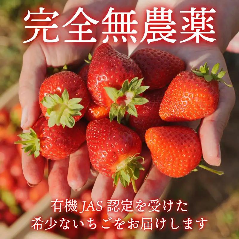 オーガニック いちご 中粒 約36粒 《1月末から5月発送》 有機JAS認証 ORGANIC 甘い 苺 果物 フルーツ 産地直送 新鮮 ストロベリー ジャム スムージー 期間限定 徳島