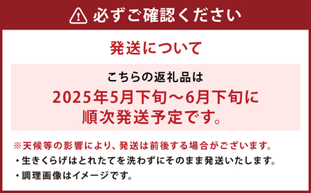 国産 生きくらげ 1kg（ご家庭用）【2025年5月下旬～6月下旬発送】