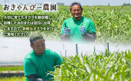 オクラ1.5kg(150本前後) 【オクラ オクラ オクラ オクラ オクラ おくら おくら】 on-0029