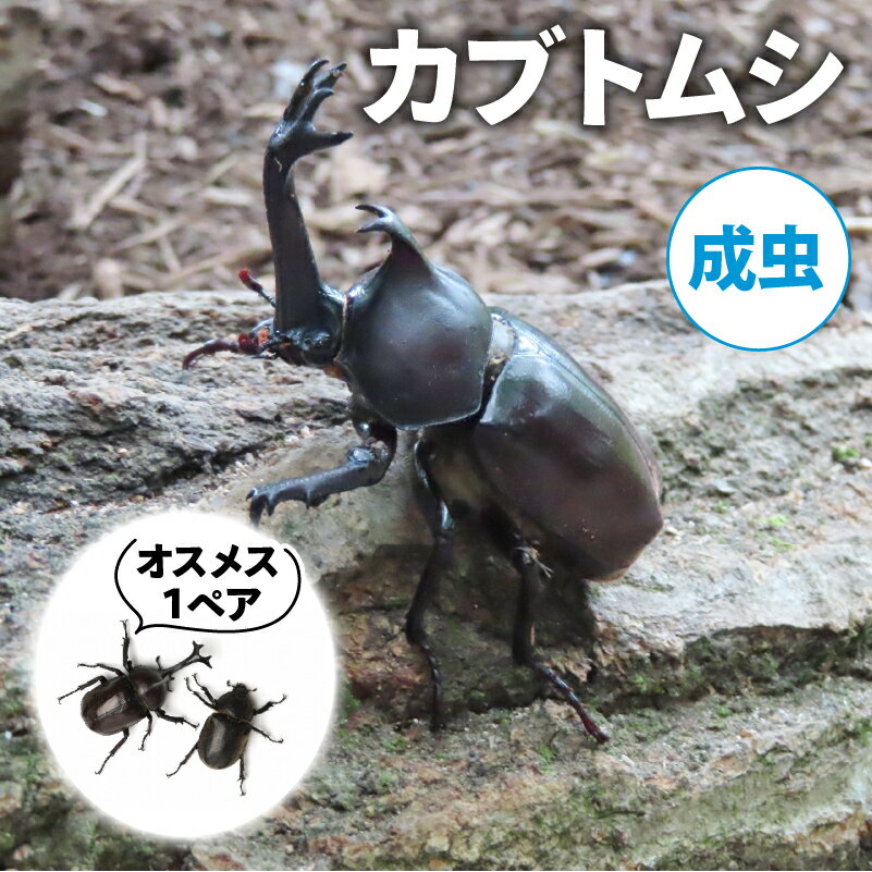 【ふるさと納税】 【2025年6月-8月配送】 カブトムシ ( 成虫 ) オスメス1ペア 昆虫 飼育 観察 自然採集 夏休み 自由研究 生き物 自然環境学習 プレゼント 贈り物 ギフト )