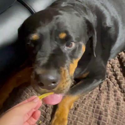 ふるさと納税 茨城県 茨城県産ほしいもの未利用部分を使用した犬の無添加おやつ(ふりかけタイプ90g×4袋) |  | 02