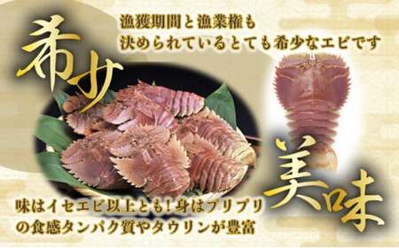 【ふるさと納税】ウチワエビ(小) 天然ほんまもん！ 500g(6~7匹前後) 国産 東洋町産 天然 新鮮 海鮮 刺身 焼き ボイル 四国 お取り寄せ お祝い 記念日 贈り物 送料無料 [S243] 【