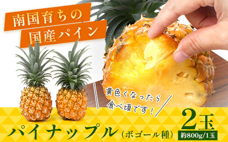【先行受付】パイナップル/ボゴール種 (約800g×2玉) ≪2026年7月下旬以降順次発送≫ DS-004 ｜パイン パイナップル パインアップル フルーツ ボゴールパイン スナックパイン 産地直送
