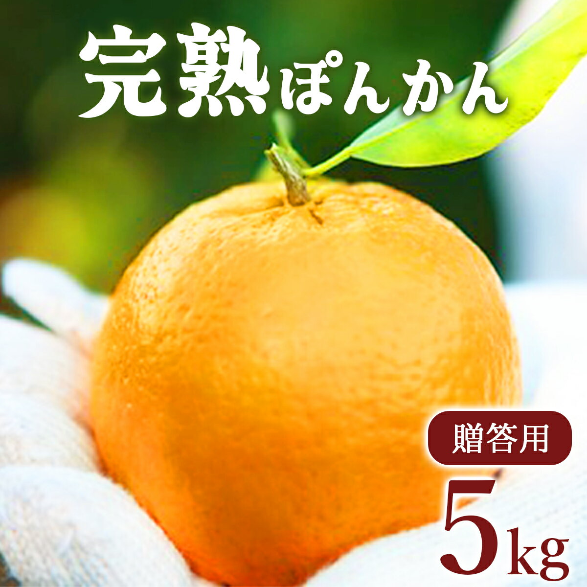 【ふるさと納税】＜先行予約＞贈答用 完熟ぽんかん(特大サイズ) 5kg 国産 東洋町産 甘い コク 蜜柑 ミカン ジューシー 果肉 高知県 東洋町 四国 お取り寄せ フルーツ 果物 贈り物 ギフト 内祝 送料無料 産地直送 F-12