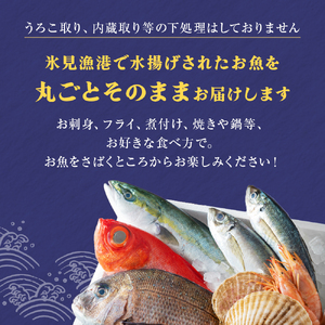 天然のいけす 富山湾 氷見漁港直送！ 旬の鮮魚セット 定期便3ヶ月連続お届け