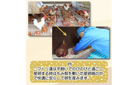 平飼い！高級有精卵 50個入り（Lサイズ） / 玉子 たまご 高級 平飼い 贈答 【ymg609-p-50A】