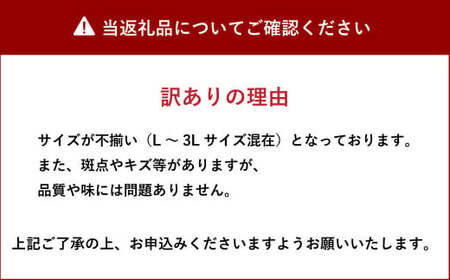 【先行受付】山口果樹園 訳あり不知火 約7kg L～3L混合【2025年2月上旬から4月上旬発送予定】不知火 しらぬい 蜜柑 くだもの フルーツ 果物