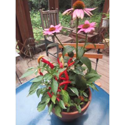 ふるさと納税 牛久市 寄せ植え【おまかせ1点】