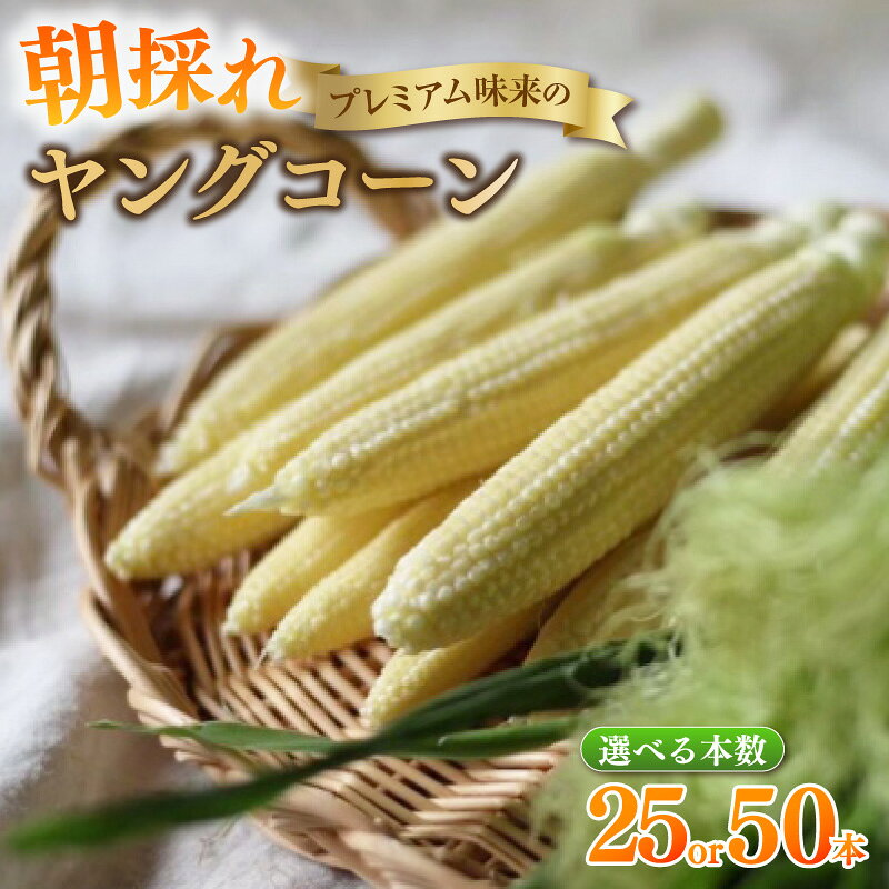 【ふるさと納税】《2027年5月から順次発送》朝採れ！プレミアム味来のヤングコーン【選べる内容量：25本・50本】★期間限定★ 農家直送 ヤングコーン 採れたて新鮮 栄養たっぷり トウモロコシ 野菜 農作物 大好評 お取り寄せ 小さなとうもろこし 愛知県 西尾市 S099-SKU