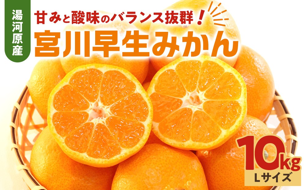 
                  甘みと酸味のバランス抜群・宮川早生みかん　10kg(Lサイズ) | 湯河原町 Lサイズ 10kg 宮川早生みかん 果物 旬 みかん フレッシュ
                