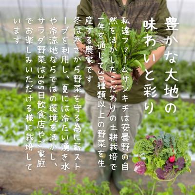 ふるさと納税 長野県 【農家直送便】サラダ野菜のおまかせ詰め合わせ　3パック(1パックに10〜15品種) |  | 02