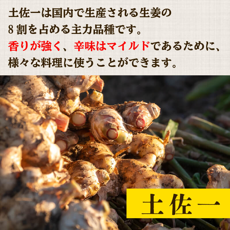 【早期予約 12月より順次発送】 高知県産しょうが「土佐一」と「金時生姜」セット4kg（各2kg）